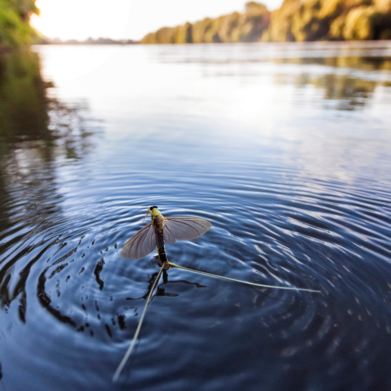 Tisza parti kilátó