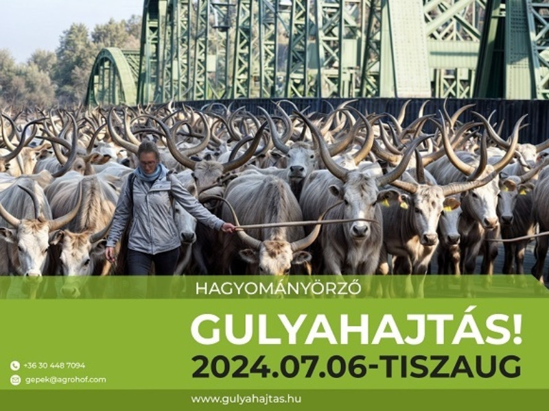 Hagyományörző Gulyahajtás