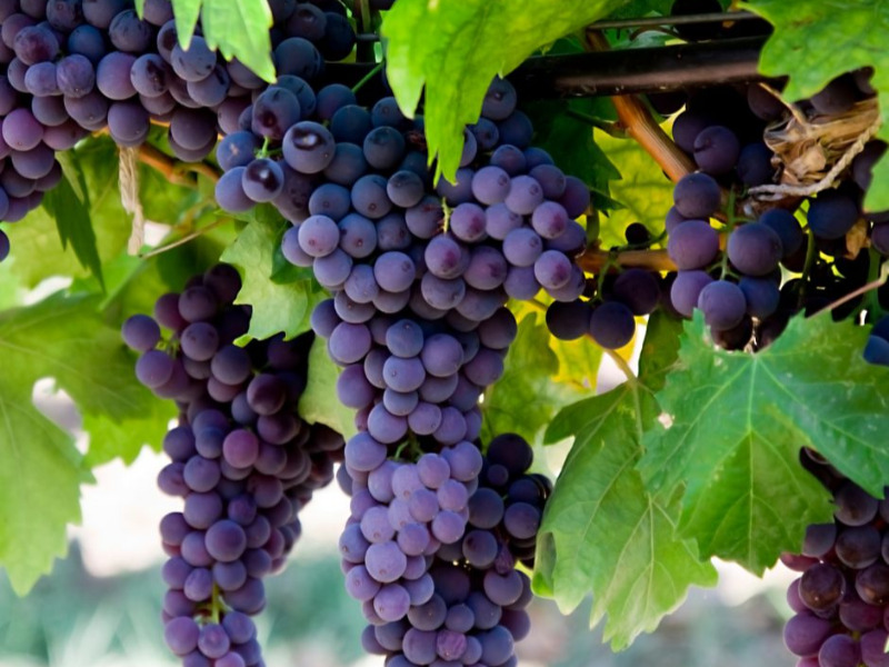 Szüreti felvonulás és bál Lakiteleken