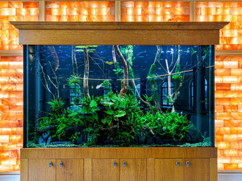 Kamillavirág Wellness